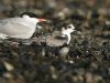 Black Tern at Southend Seafront (Steve Arlow) (96718 bytes)